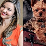 Собака Миранды Керр зарабатывает деньги на рекламе сумок