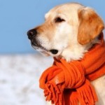 Готовим собаку к холодам: советы по уходу за любимым питомцем