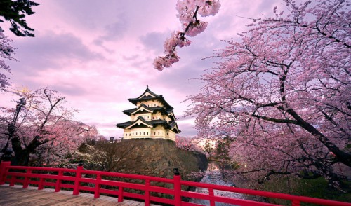 В конце марта в Японии зацветает сакура (фото: www.winwalls.ru)