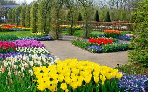Королевский парк цветов Кёкенхоф - поистине райский уголок (фото: fotki.yandex.ru)