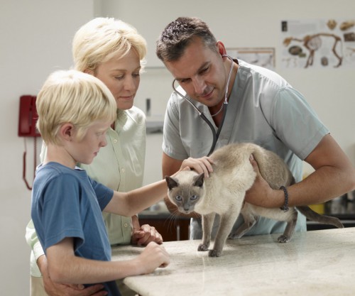 Лучшая профилактика болезней – регулярное посещение ветеринара (фото: media.parentsociety.com)
