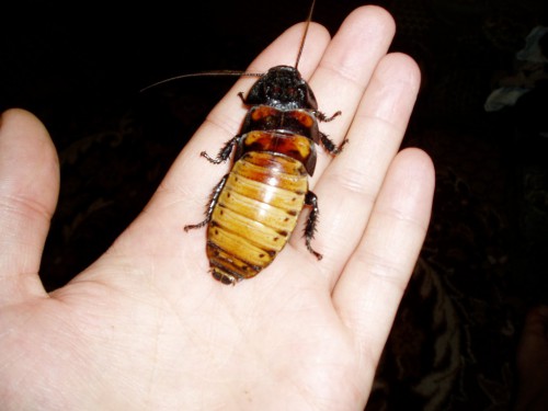 Мадагаскарский таракан – хоть «лицом» не вышел, но характером мил (фото: tarakan-von.com)