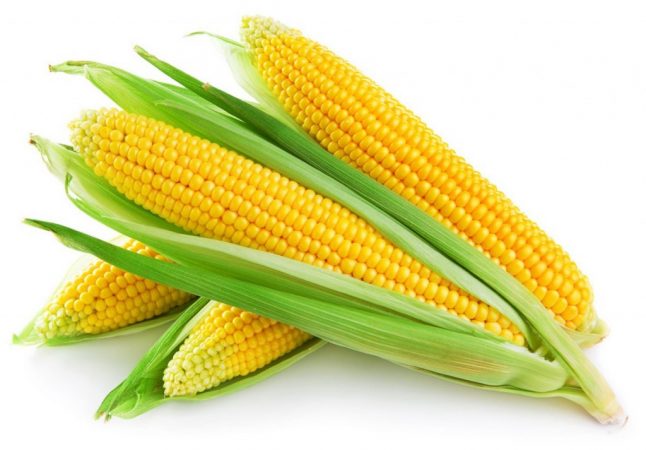 В переводе с мексиканского «кукуруза» (tiaolli) означает «наше тело» (фото: www.agrosp.kiev.ua)