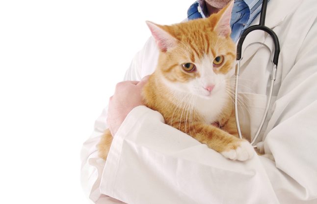 Не все знают, как ухаживать за кошкой после операции (фото: www.vetpomosch.ru)