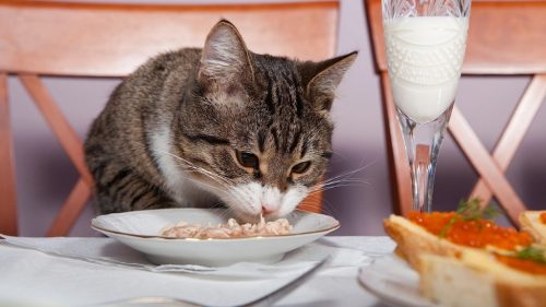 Вариантов кормления 2: готовые корма и натуральная пища (фото: www.darlingkittycats.com)