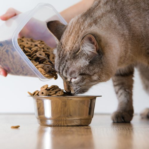 Кошек можно кормить как сухим, так и влажным кормом (фото: zverivdom.com)