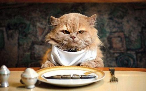 Породистым котам необходим определенный рацион питания (фото: xexe.club)
