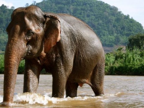 Не даром слоны считаются в Таиланде священными животными (фото: ves-con.livejournal.com)