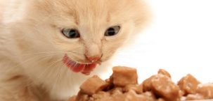 Какой кошачий корм лучше: виды, классы, рейтинг влажных и сухого корма